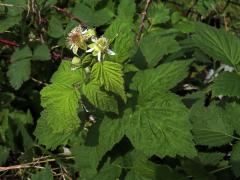 Ostružiník ojíněný (Rubus occidentalis L.)