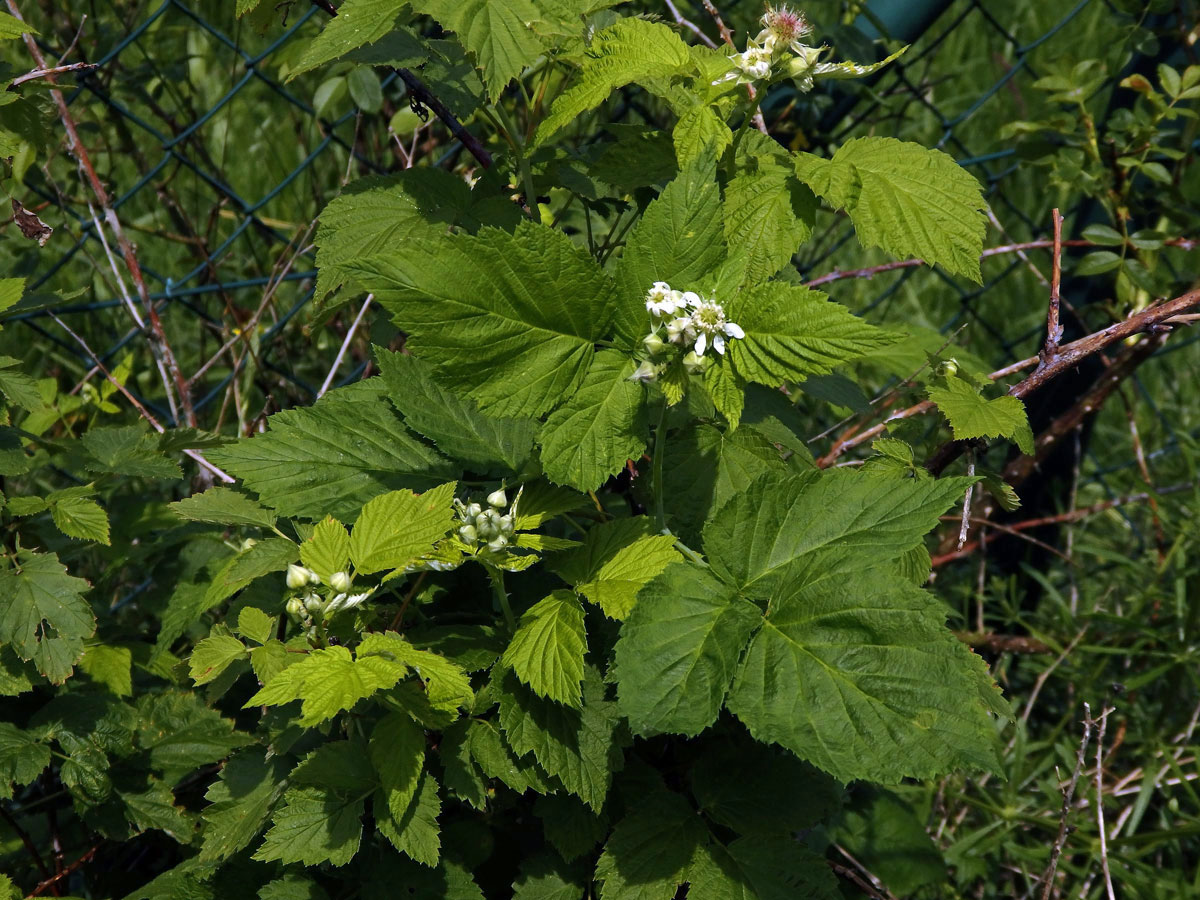 Ostružiník ojíněný (Rubus occidentalis L.)