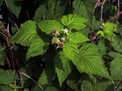 Ostružiník ojíněný (Rubus occidentalis L.)