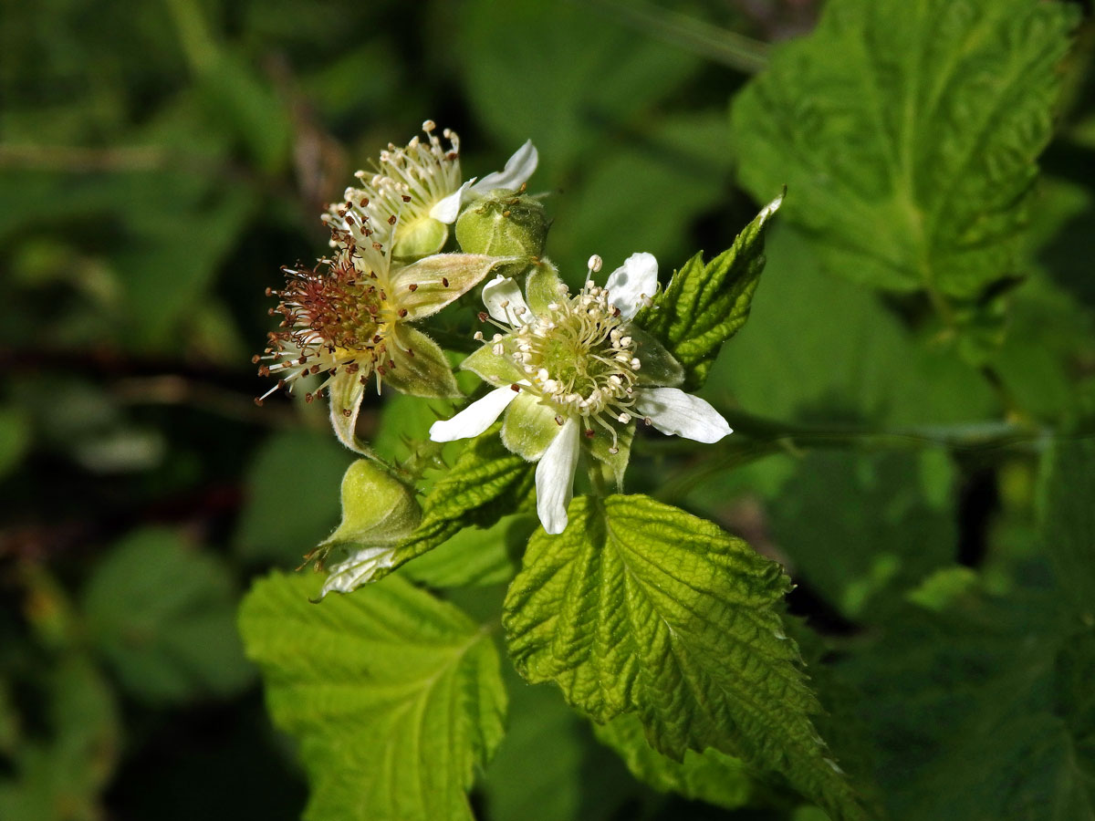 Ostružiník ojíněný (Rubus occidentalis L.)