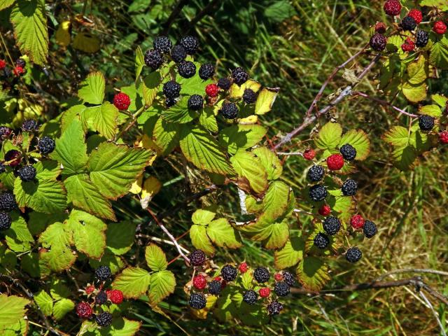 Ostružiník ojíněný (Rubus occidentalis L.)