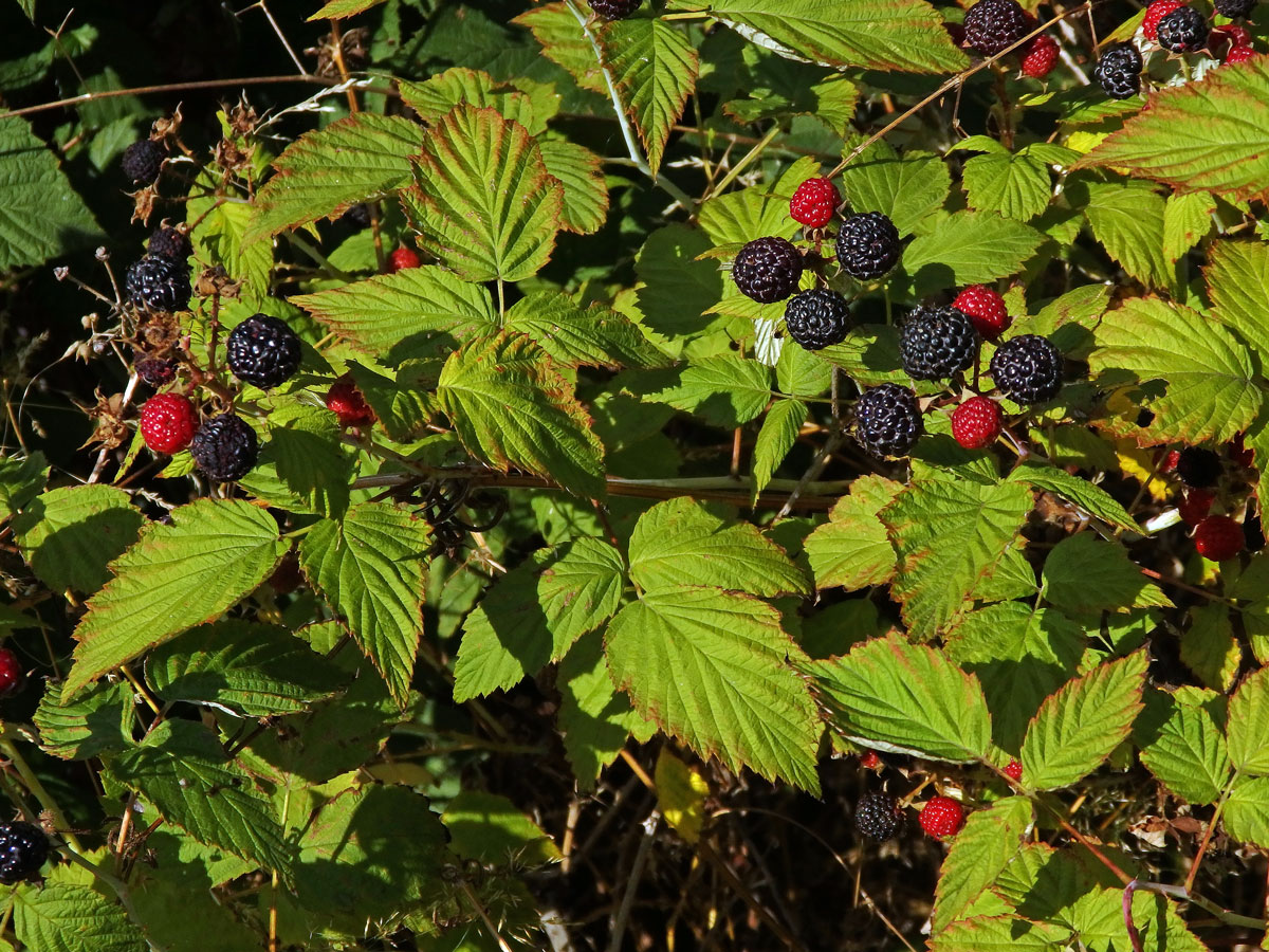 Ostružiník ojíněný (Rubus occidentalis L.)