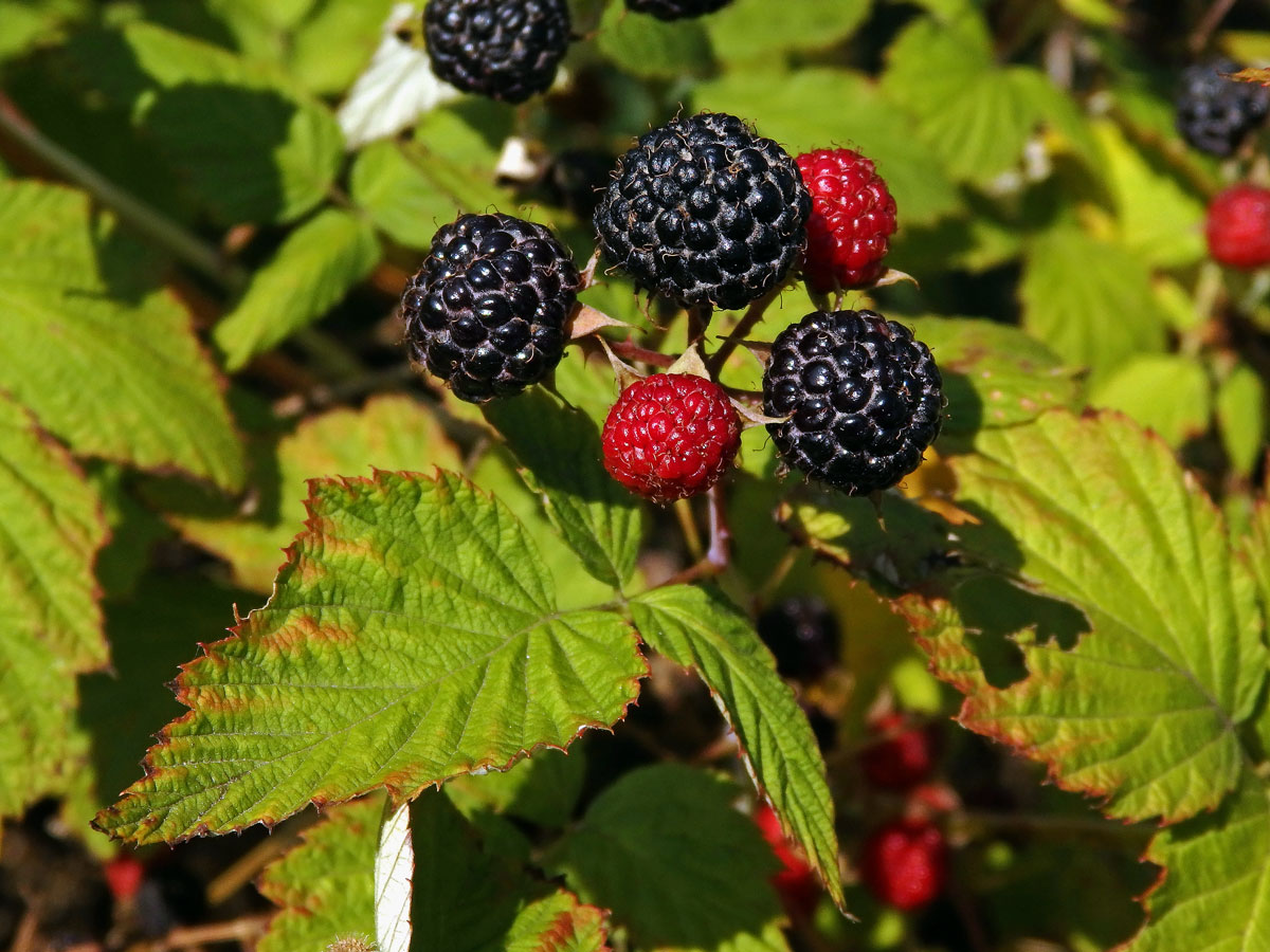 Ostružiník ojíněný (Rubus occidentalis L.)