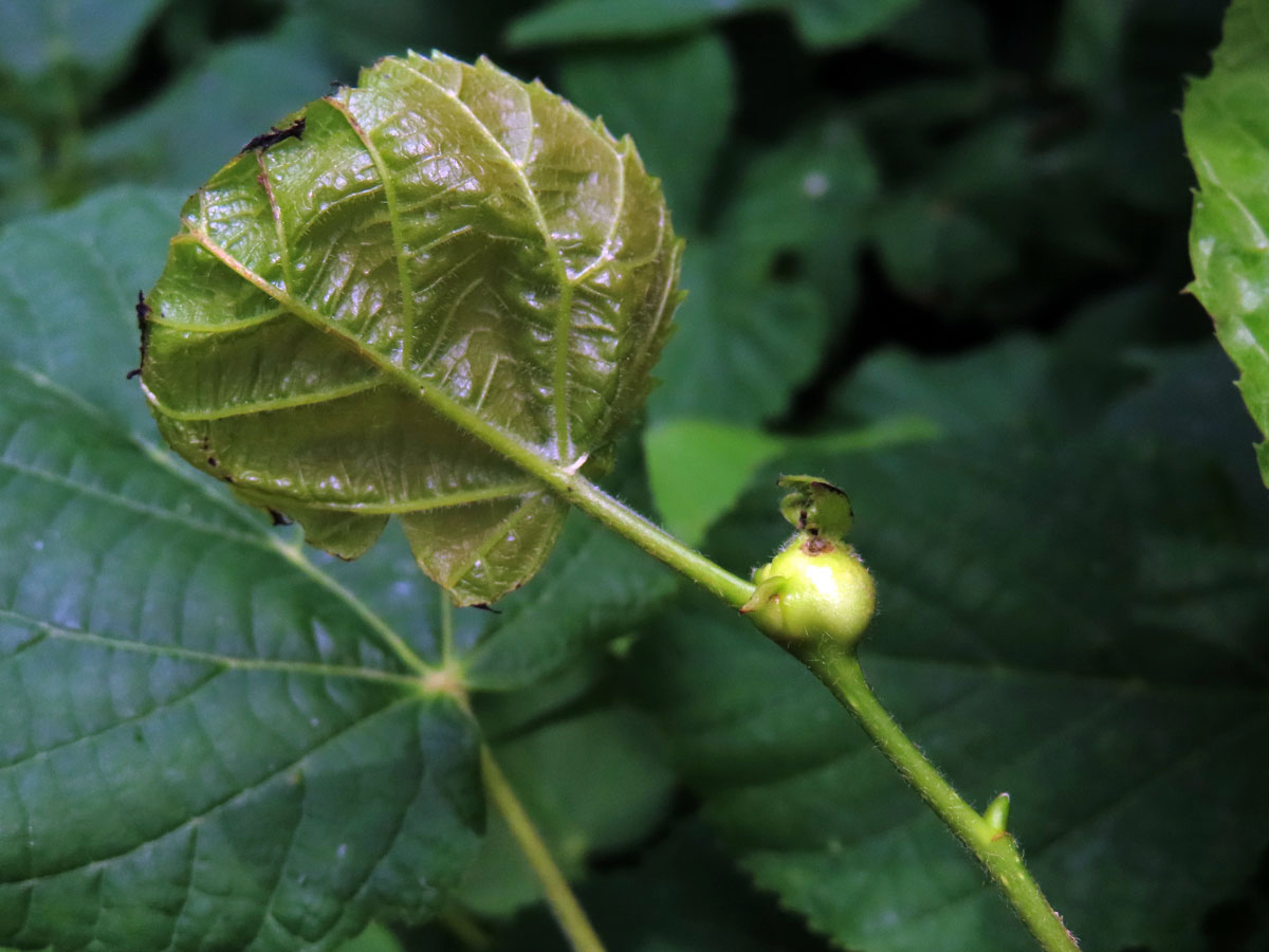 Hálky plodomorky lipové (Contarinia tiliarum)