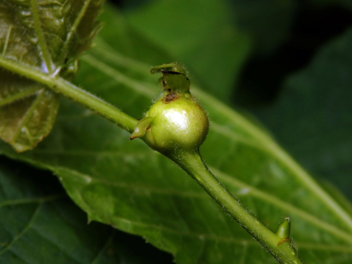 Hálky plodomorky lipové (Contarinia tiliarum)