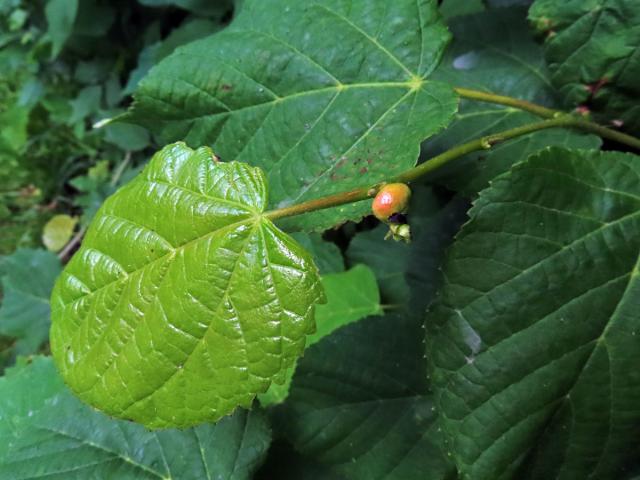 Hálky plodomorky lipové (Contarinia tiliarum)