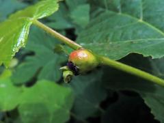 Hálky plodomorky lipové (Contarinia tiliarum)