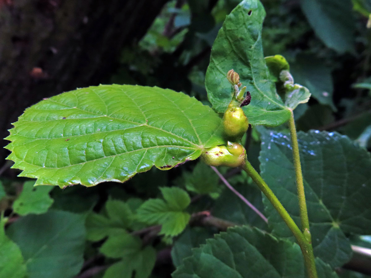 Hálky plodomorky lipové (Contarinia tiliarum)