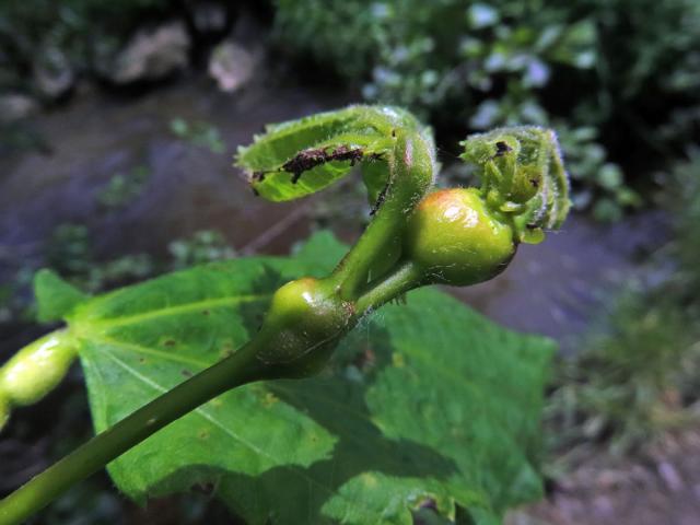 Hálky plodomorky lipové (Contarinia tiliarum)