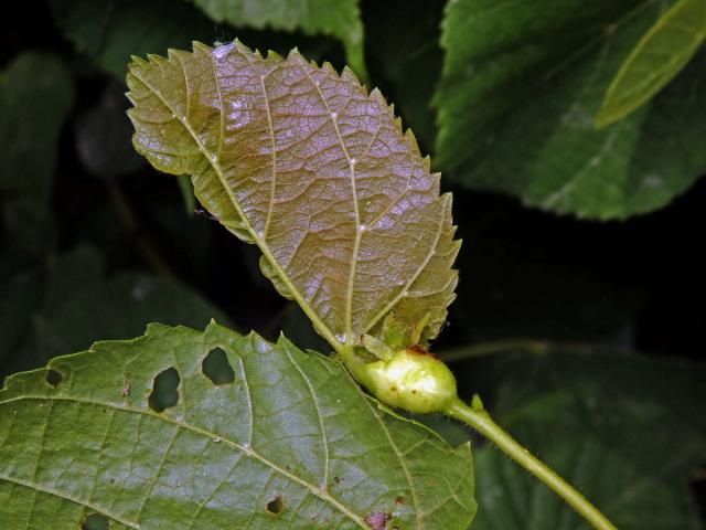 Hálky plodomorky lipové (Contarinia tiliarum)