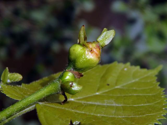 Hálky plodomorky lipové (Contarinia tiliarum)