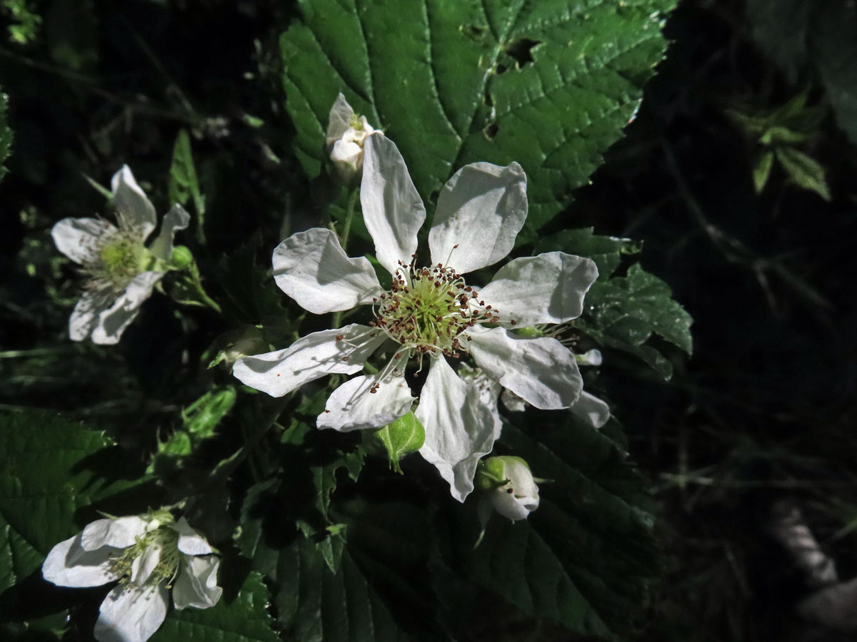 Ostružiník křovitý (Rubus fruticosus L. agg.) - osmičetný květ (12)