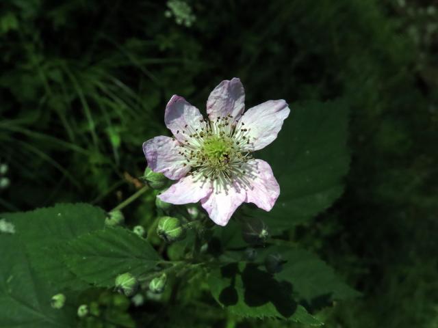 Ostružiník křovitý (Rubus fruticosus L. agg.) - sedmičetný květ (8)