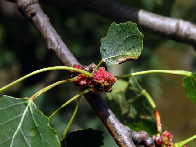 Hálky vlnovníka topolového (Aceria populi), topol osika