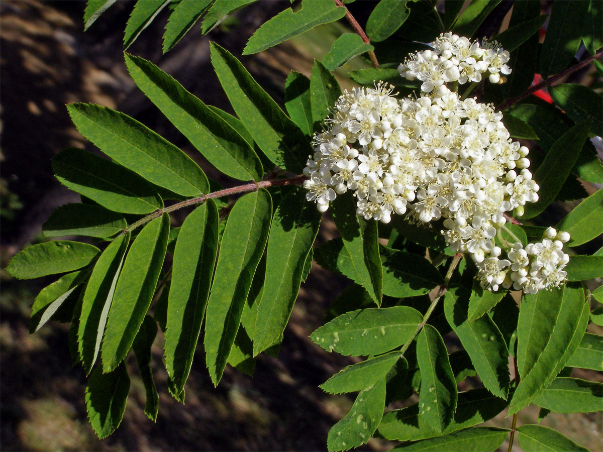 Jeřáb ptačí (Sorbus ancuparia L.)