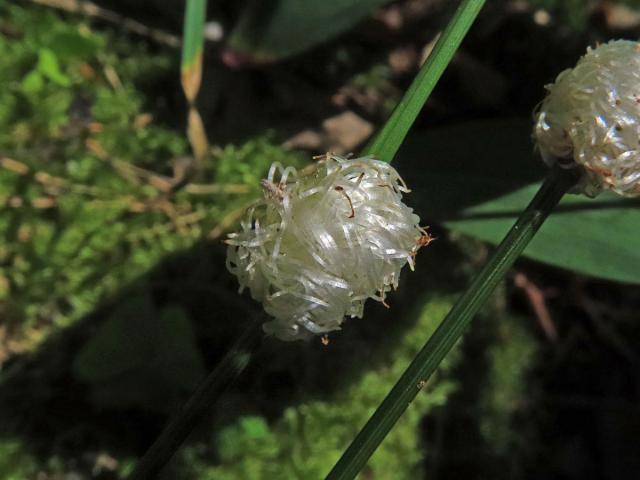 Hálky žlabatky Mayetiola radicifica na lipnici hajní (Poa nemoralis  L.)