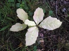 Dub červený (Quercus rubra L.), s minimem chlorofylu (6)