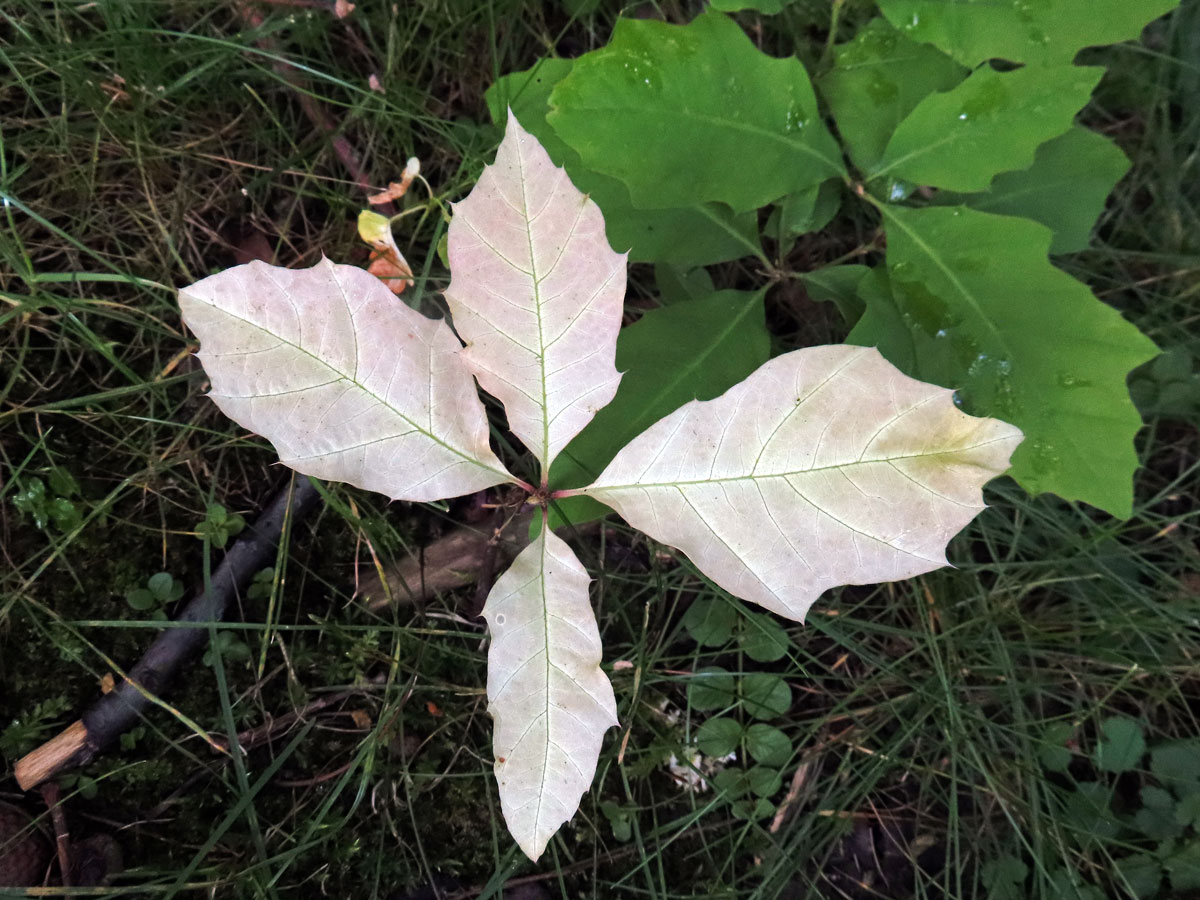 Dub červený (Quercus rubra L.), s minimem chlorofylu (7b)