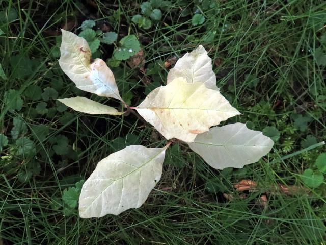 Dub červený (Quercus rubra L.), s minimem chlorofylu (8)