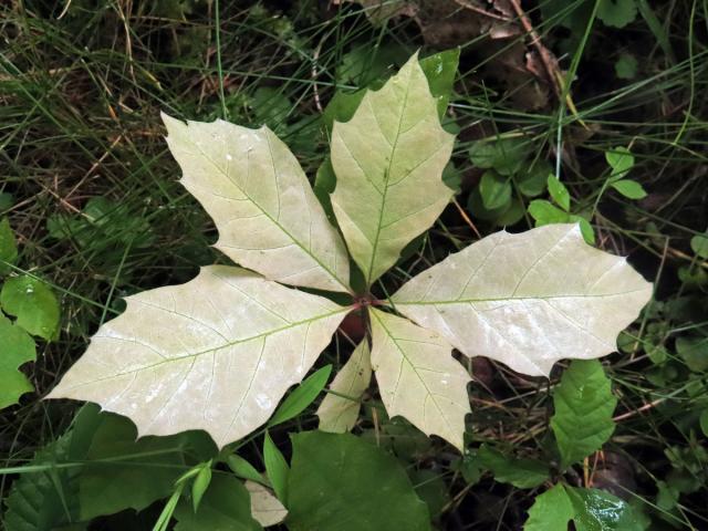 Dub červený (Quercus rubra L.), s minimem chlorofylu (9)