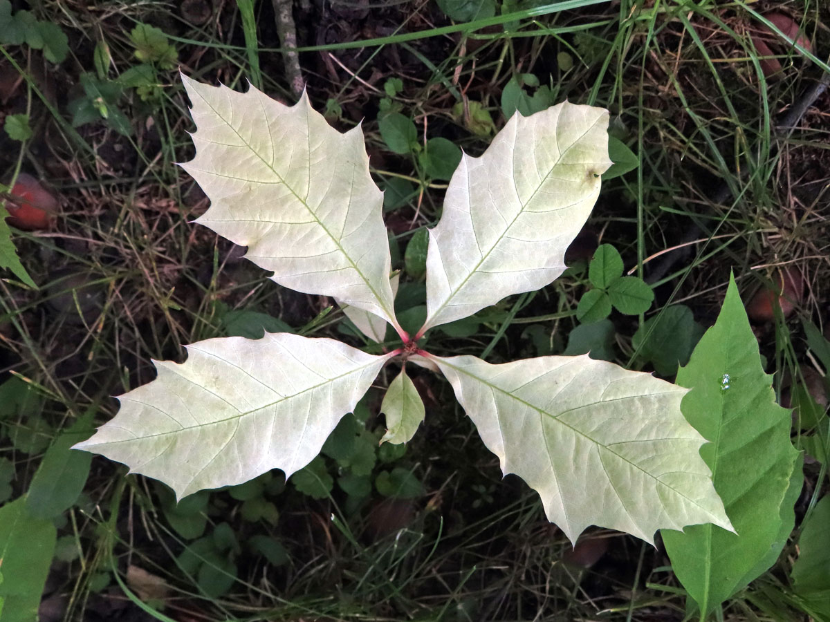 Dub červený (Quercus rubra L.), s minimem chlorofylu (10)