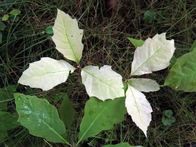 Dub červený (Quercus rubra L.), s minimem chlorofylu (11)