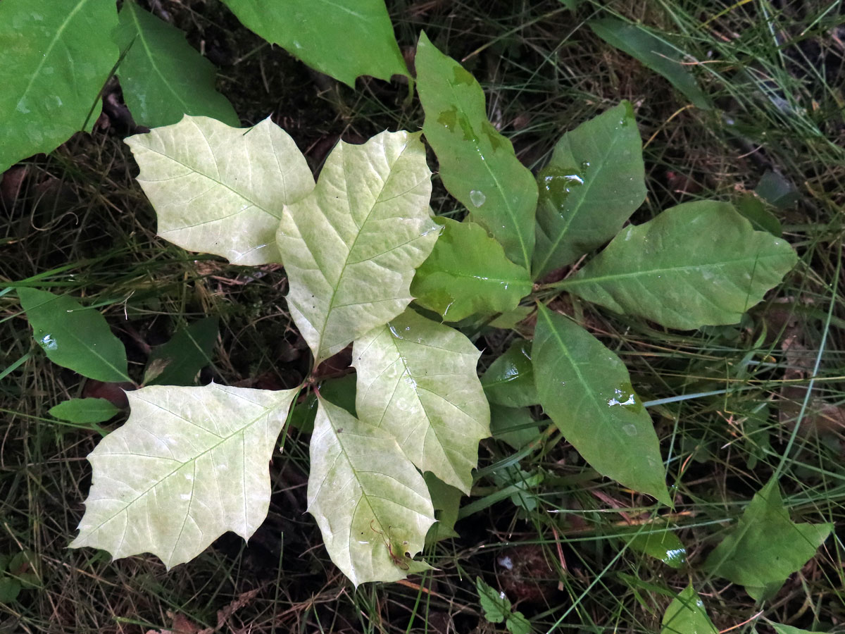 Dub červený (Quercus rubra L.), s minimem chlorofylu (12)