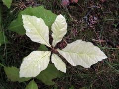 Dub červený (Quercus rubra L.), s minimem chlorofylu (13)