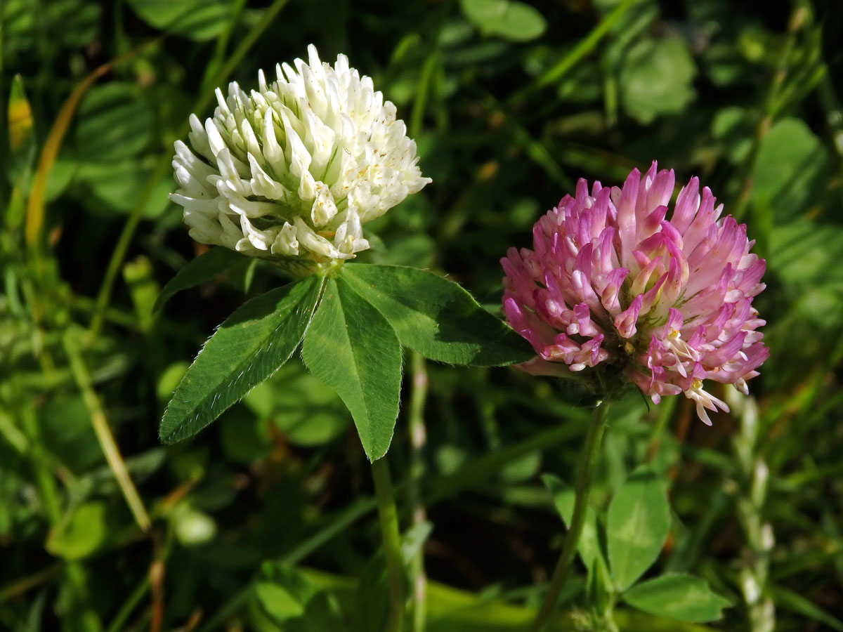 Jetel luční (Trifolium pratense L.) s květy bílé barvy (10)