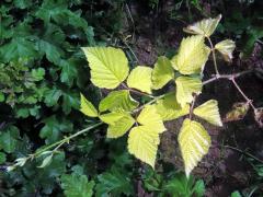 Ostružiník ježiník (Rubus caesius L.), rostlinka bez chlorofylu (1e)