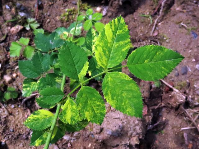 Růže šípková (Rosa canina L.) s panašovanými listy (1m)