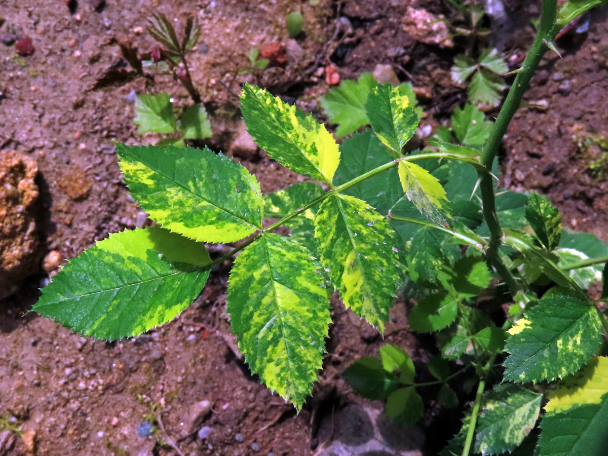 Růže šípková (Rosa canina L.) s panašovanými listy (1o)