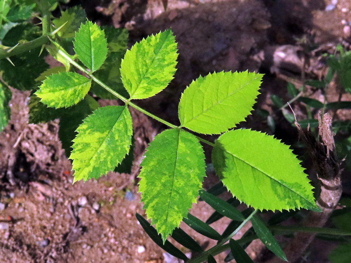 Růže šípková (Rosa canina L.) s panašovanými listy (1p)