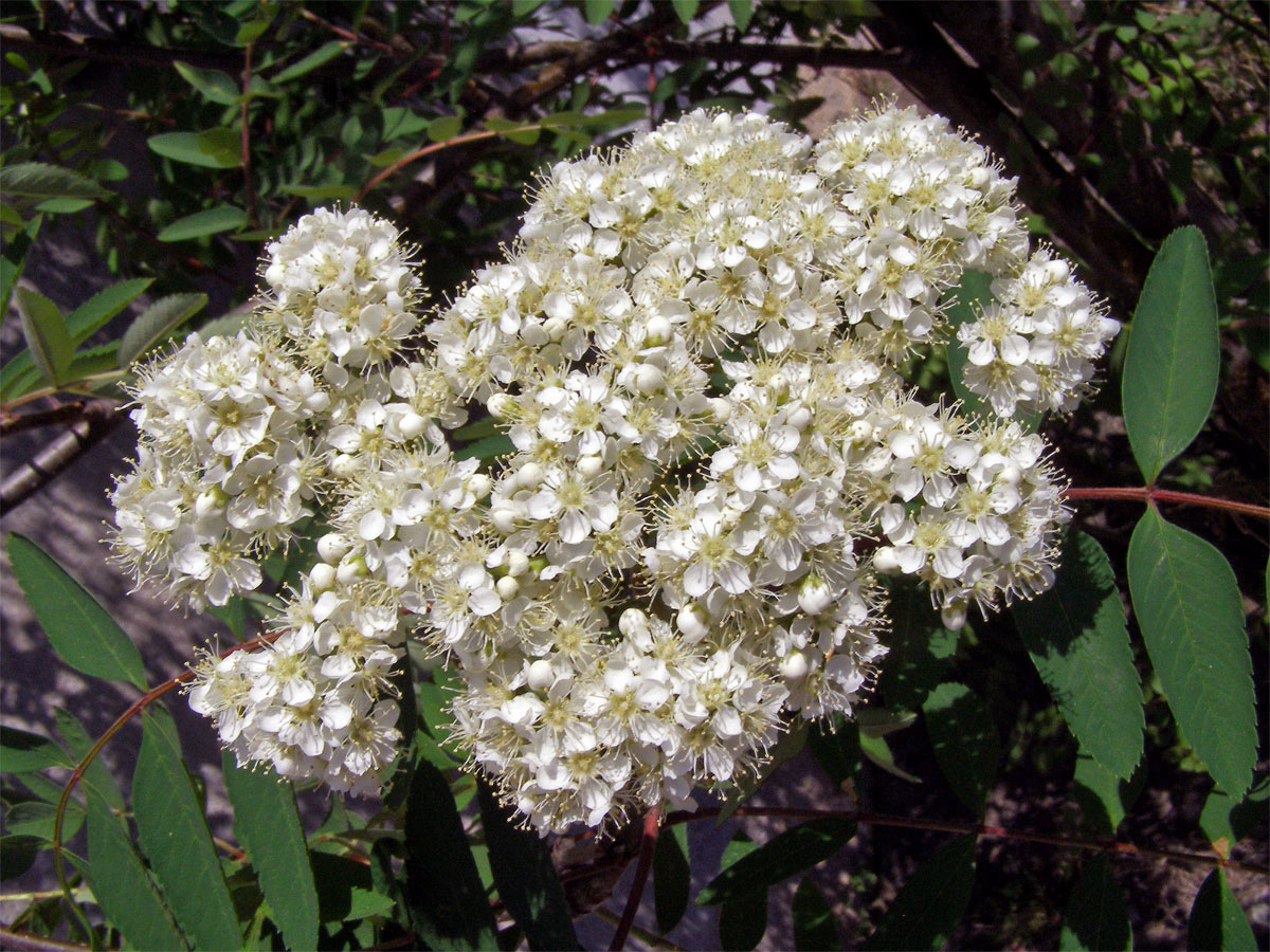 Jeřáb ptačí (Sorbus ancuparia L.)