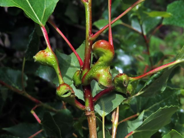 Hálky dutilky (Pemphigus bursarius); topol černý