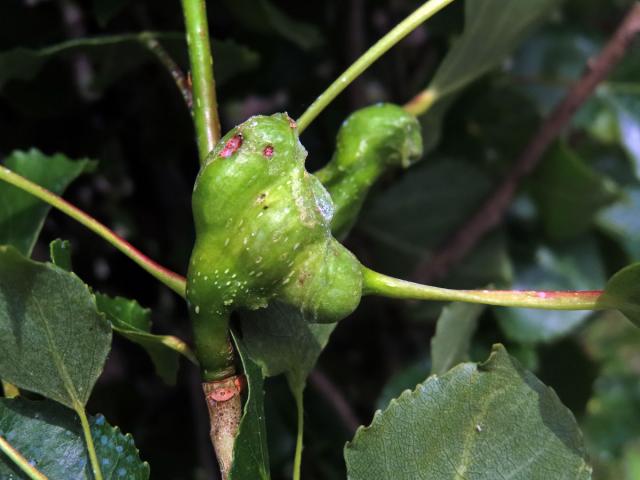 Hálky dutilky (Pemphigus bursarius); topol černý