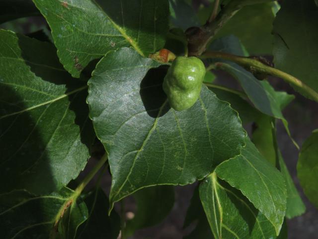 Hálky dutilky (Pemphigus populi); topol černý