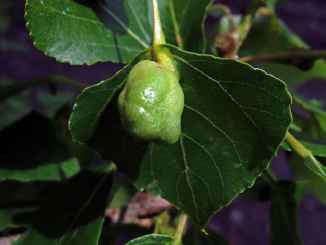 Hálky dutilky (Pemphigus populi); topol černý