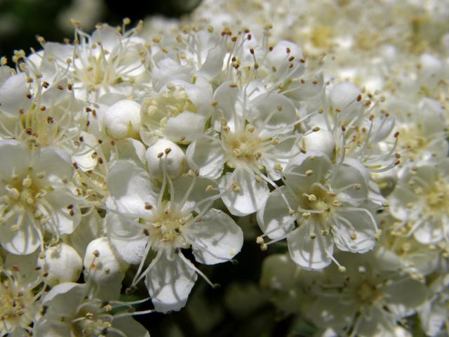 Jeřáb ptačí (Sorbus ancuparia L.)