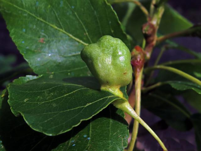 Hálky dutilky (Pemphigus populi); topol černý