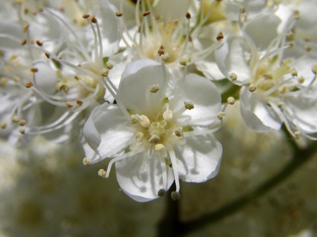 Jeřáb ptačí (Sorbus ancuparia L.)