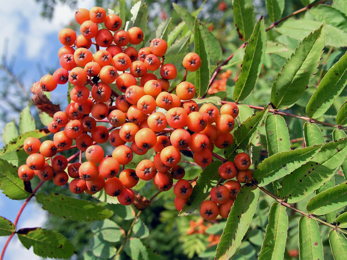 Jeřáb ptačí (Sorbus ancuparia L.)