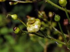 Hálky žlabatky Asphondylia scrophulariae na krtičníku (Scrophularia nodosa L.)