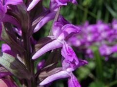 Prstnatec májový (Dactylorhiza majalis (Rchb.) Hunt et Summerhayes)