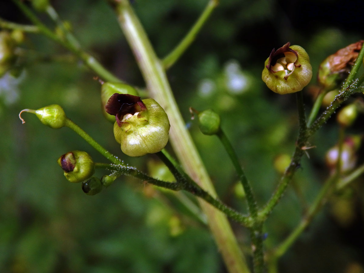 Hálky žlabatky Asphondylia scrophulariae na krtičníku (Scrophularia nodosa L.)