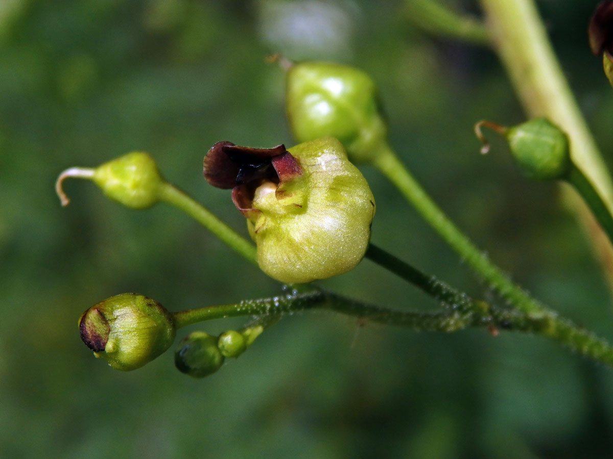 Hálky žlabatky Asphondylia scrophulariae na krtičníku (Scrophularia nodosa L.)