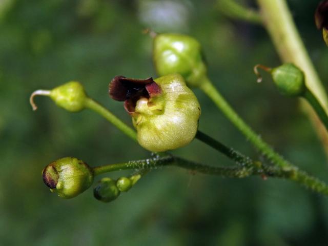 Hálky žlabatky Asphondylia scrophulariae na krtičníku (Scrophularia nodosa L.)