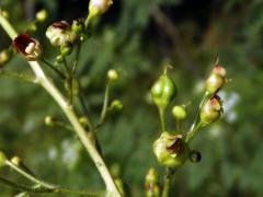 Hálky žlabatky Asphondylia scrophulariae na krtičníku (Scrophularia nodosa L.)