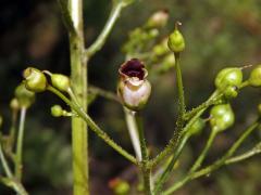 Hálky žlabatky Asphondylia scrophulariae na krtičníku (Scrophularia nodosa L.)