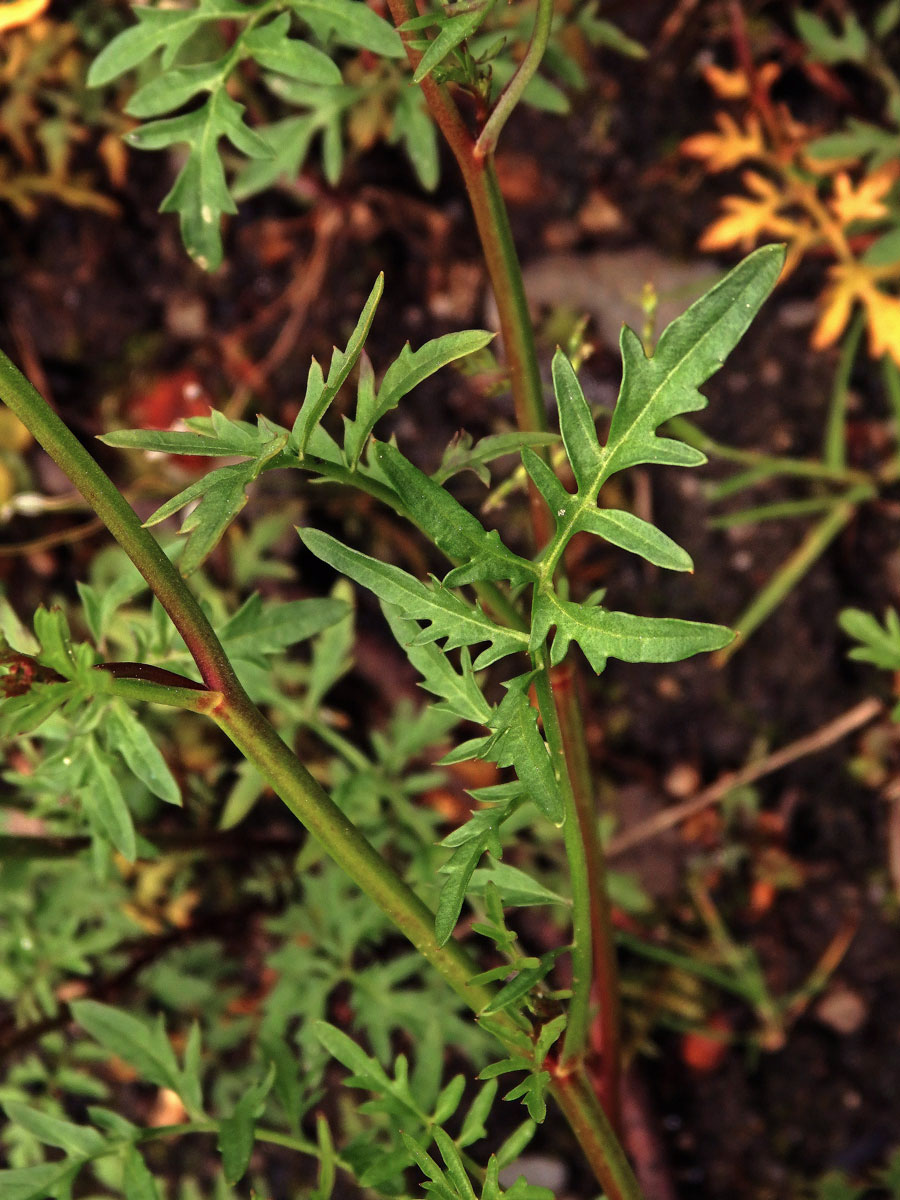 Rukev obecná (Rorippa sylvestris (L.) Besser)